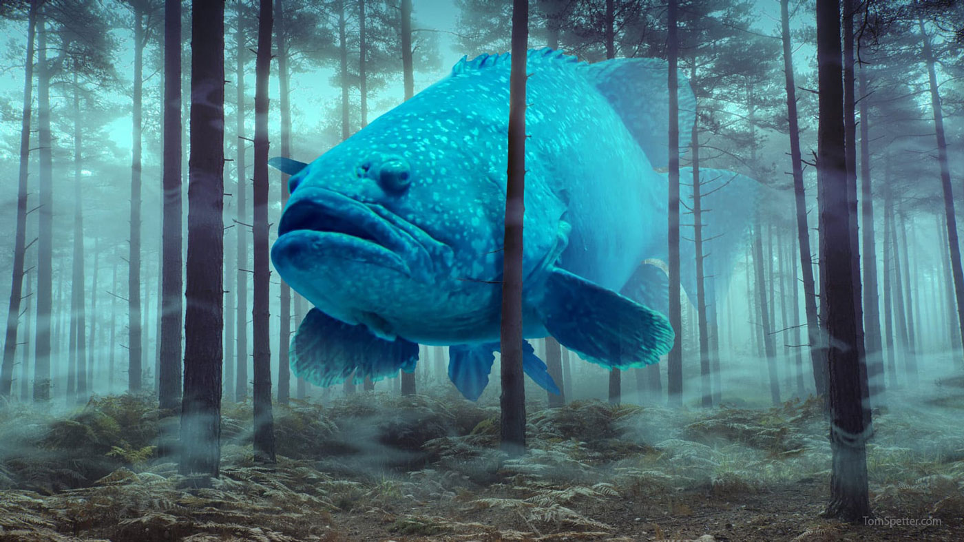 A photomontage depicting a Grouper fish against a forest background. The image highlights the stark contrast between the vibrant fish and its natural, terrestrial surroundings.